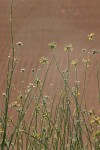 Orthanthera albida