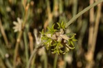 Orthanthera albida