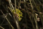 Orthanthera albida
