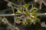 Orthanthera albida