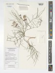 Orthanthera gossweileri
