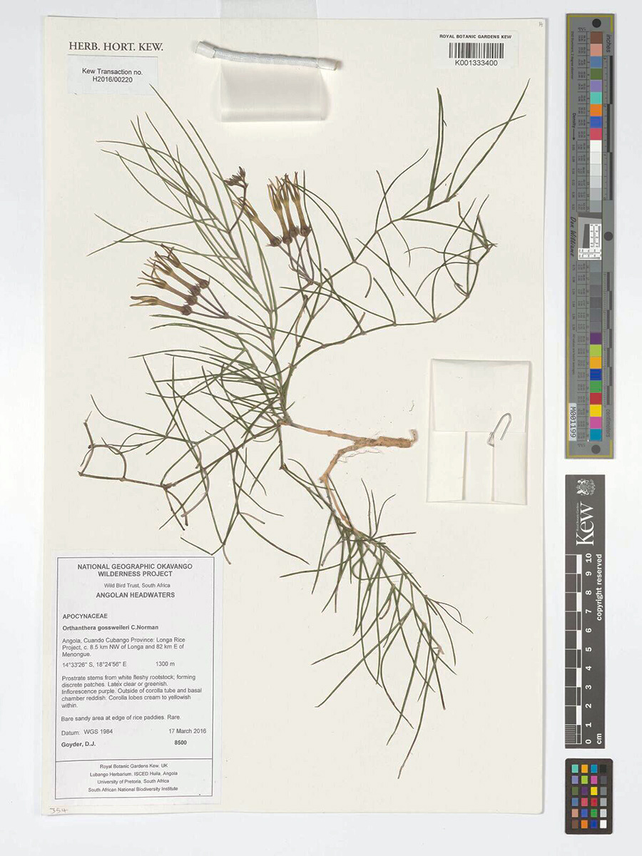 Orthanthera gossweileri Orthanthera gossweileri