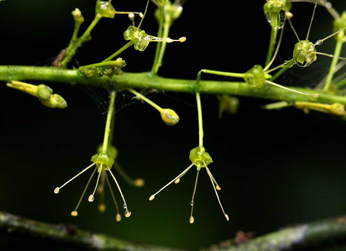 Urobotrya sparsiflora