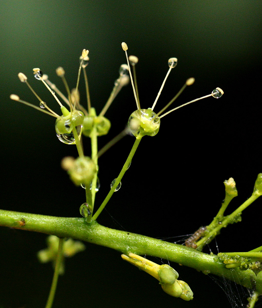 Urobotrya sparsiflora