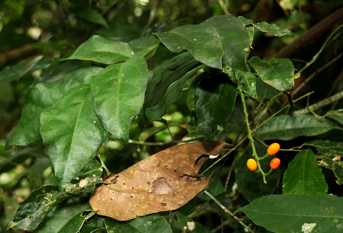 Urobotrya sparsiflora Urobotrya sparsiflora