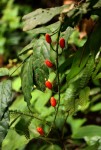 Urobotrya sparsiflora