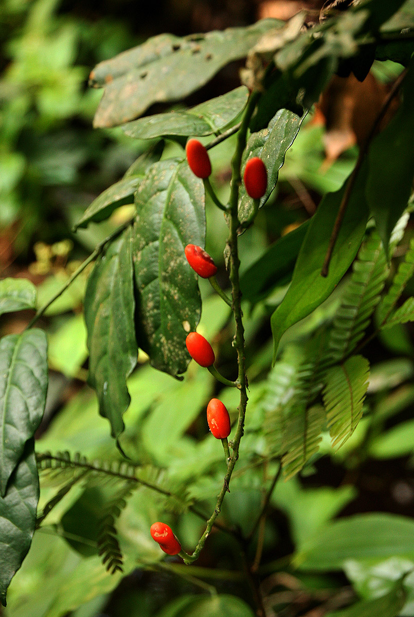 Urobotrya sparsiflora Urobotrya sparsiflora