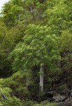 Moringa ovalifolia