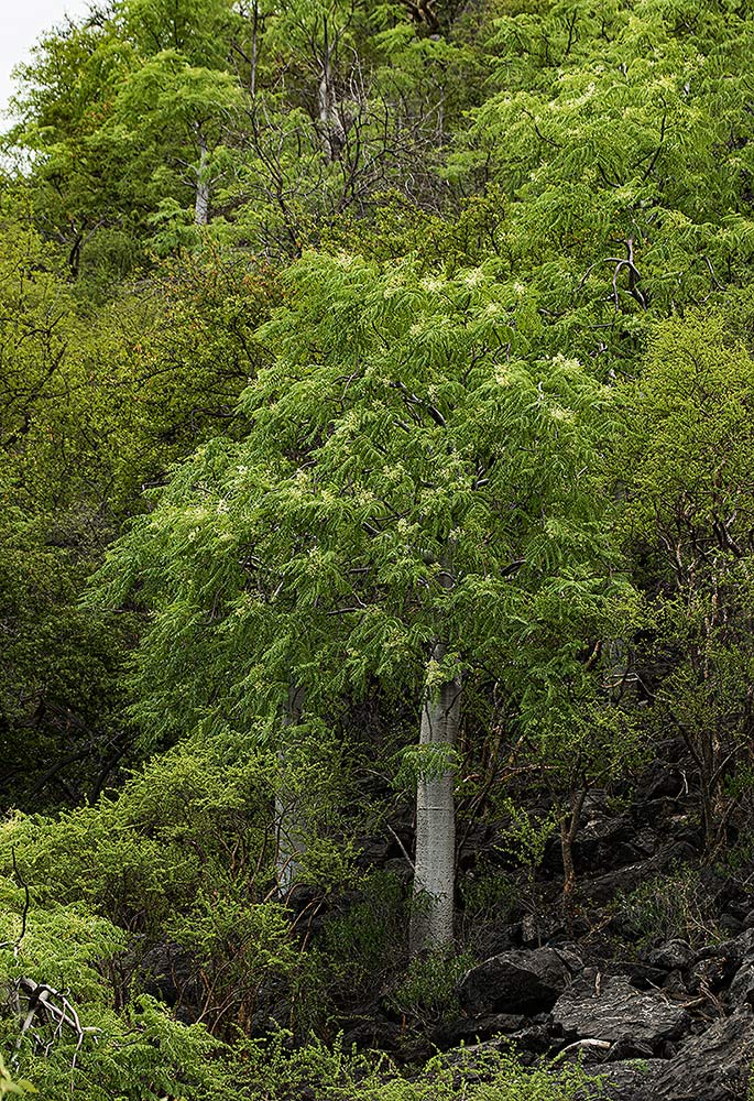 Moringa ovalifolia Moringa ovalifolia