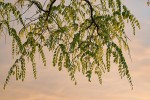 Moringa ovalifolia