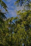Moringa ovalifolia