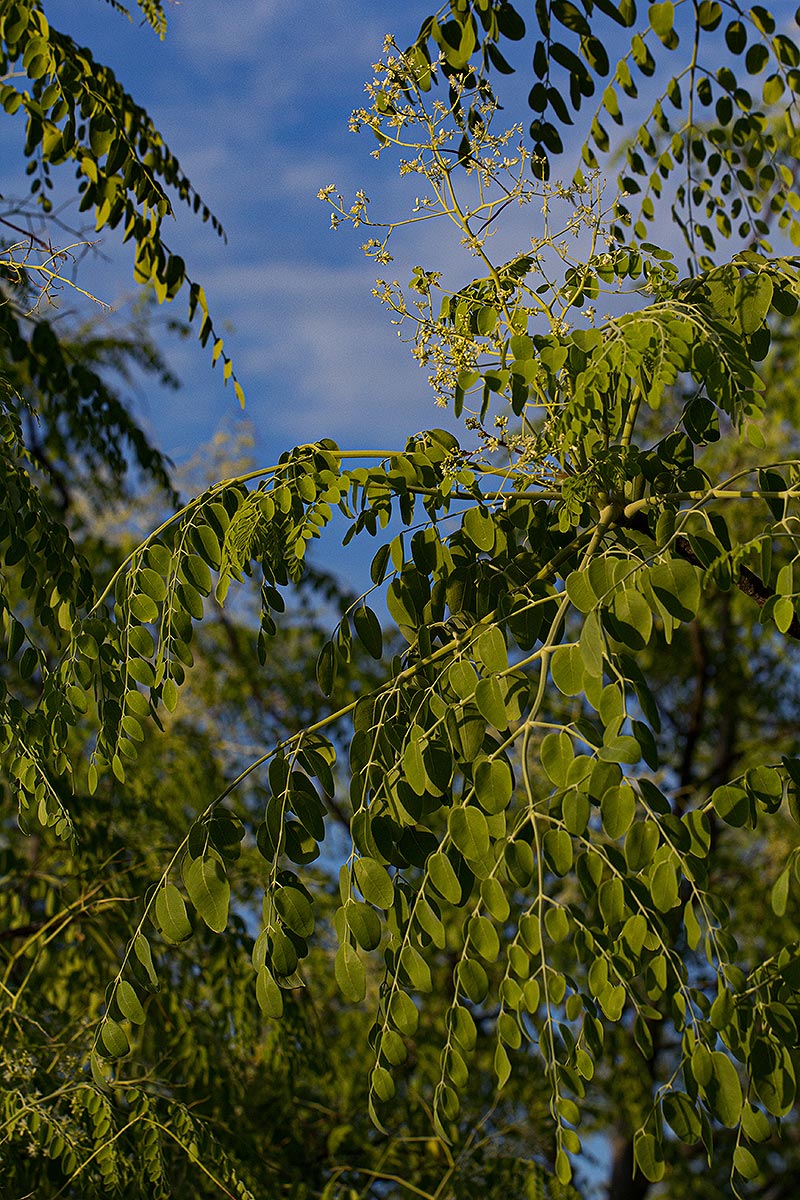 Moringa ovalifolia Moringa ovalifolia