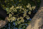 Moringa ovalifolia