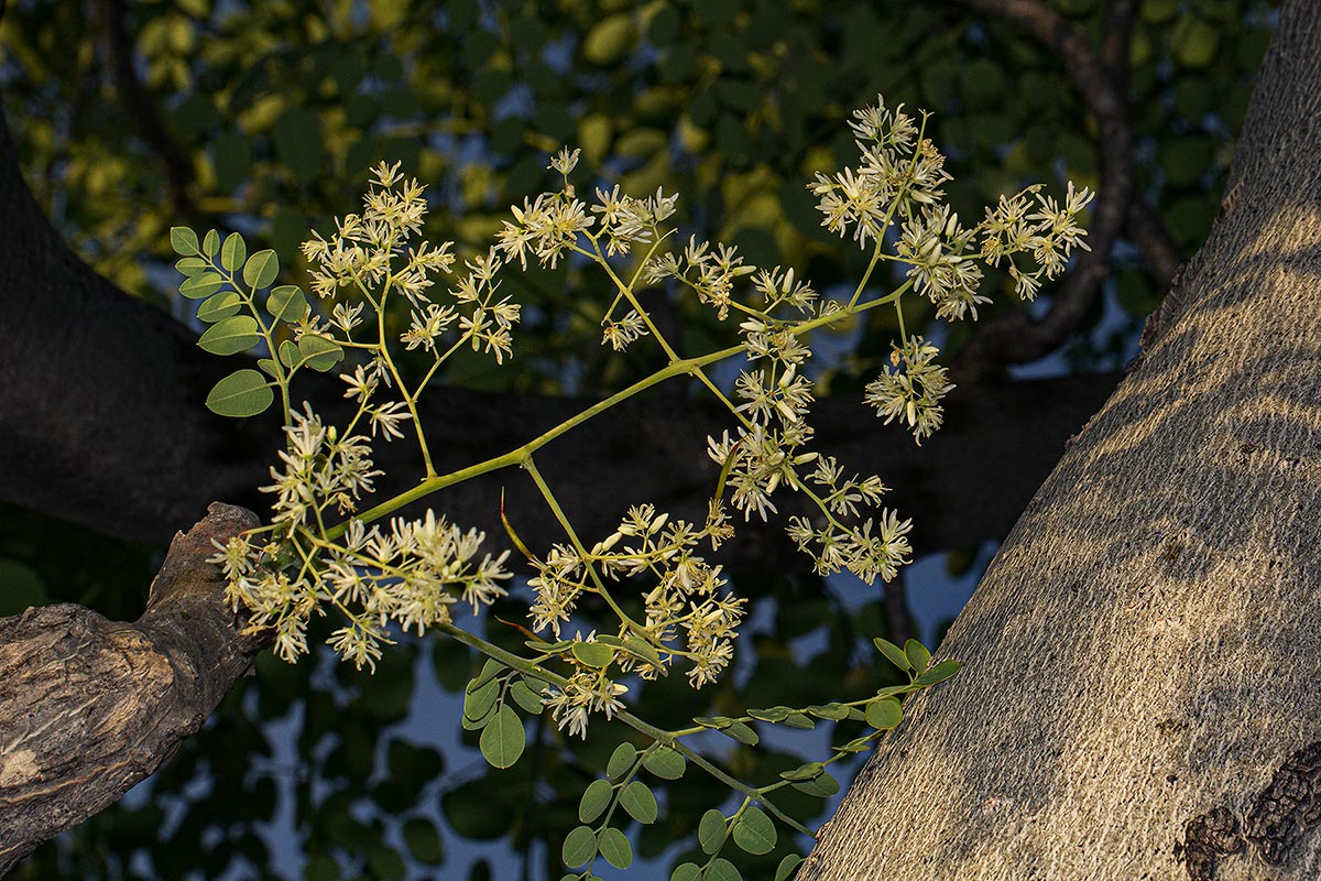 Moringa ovalifolia Moringa ovalifolia