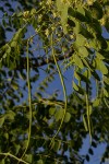 Moringa ovalifolia