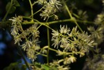Moringa ovalifolia