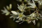 Moringa ovalifolia