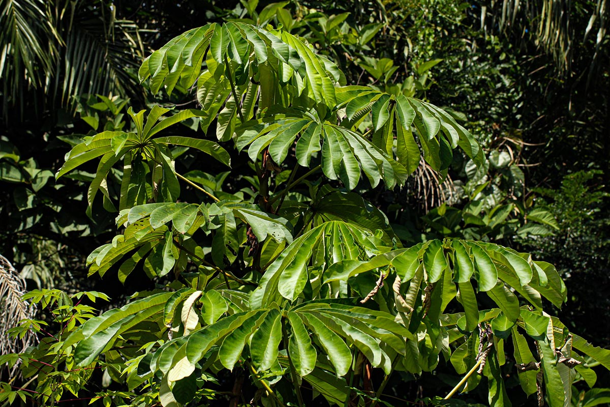 Musanga cecropioides