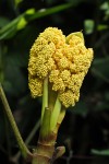 Musanga cecropioides