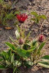 Pasaccardoa baumii