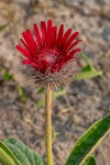 Pasaccardoa baumii