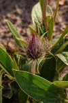 Pasaccardoa baumii