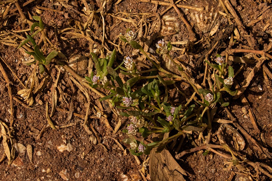 Blutaparon vermiculare Blutaparon vermiculare