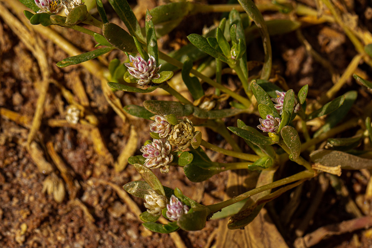 Blutaparon vermiculare Blutaparon vermiculare