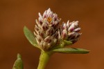 Blutaparon vermiculare