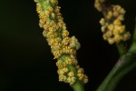 Tetrorchidium didymostemon