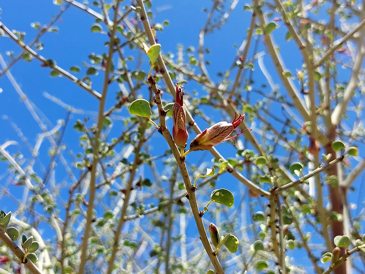 Adenolobus garipensis