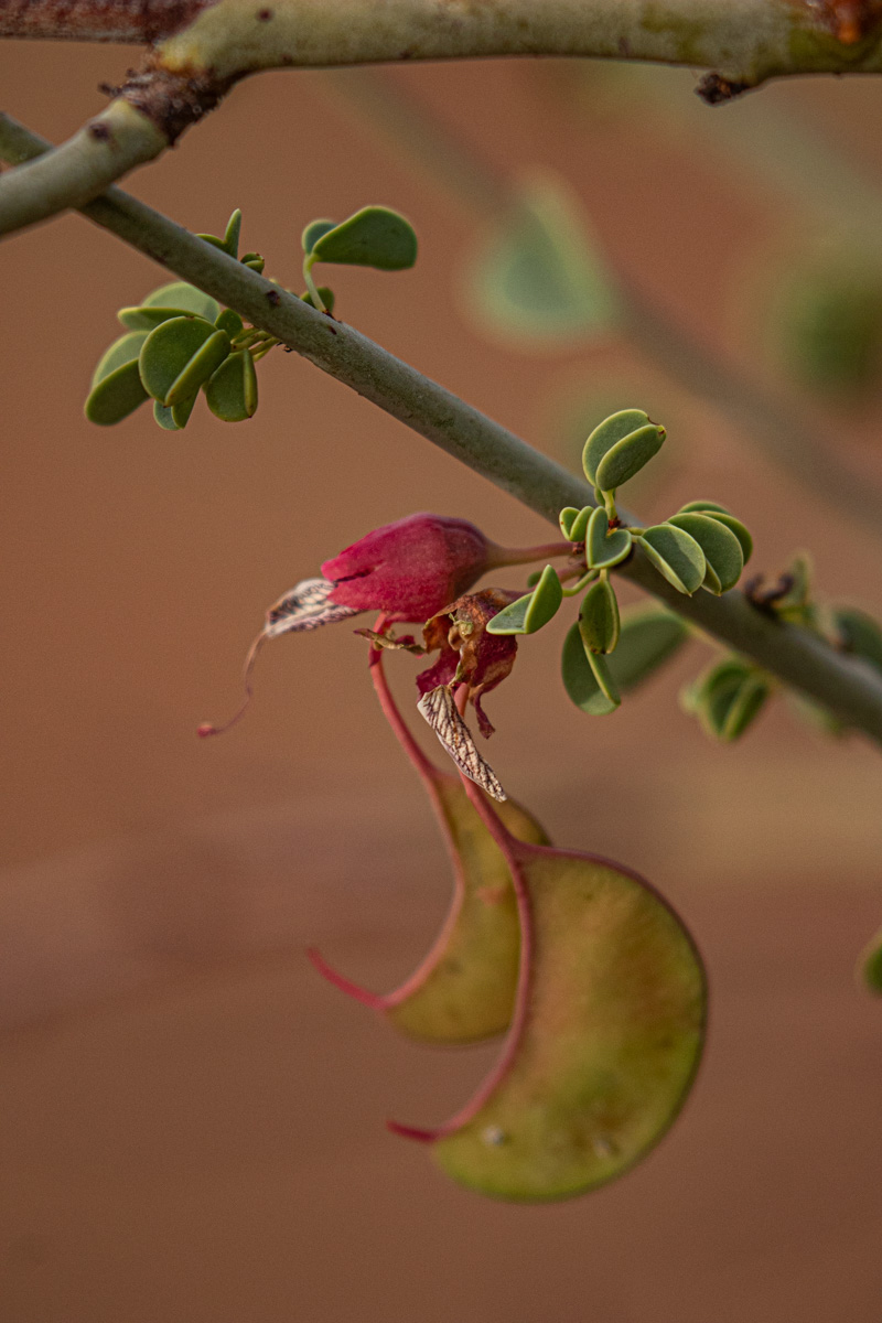 Adenolobus garipensis