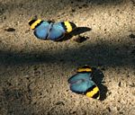 Euphaedra neophron