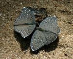 Hamanumida daedalus