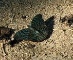 Euryphura achlys