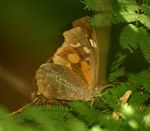 Libythea labdaca
