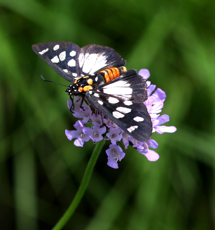Abantis paradisea