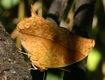 Charaxes varanes