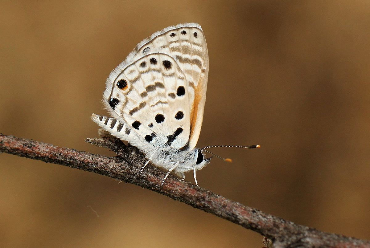 Azanus jesous