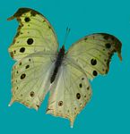 Salamis parhassus