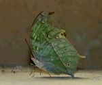 Salamis parhassus