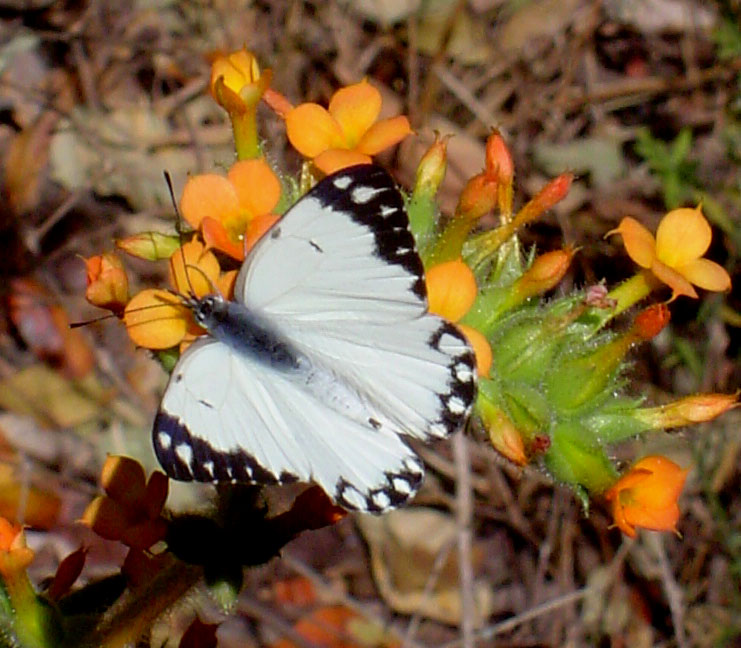 Belenois creona