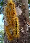 Gonometa robusta