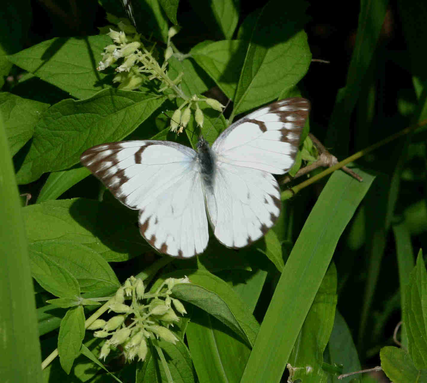 Belenois gidica Belenois gidica