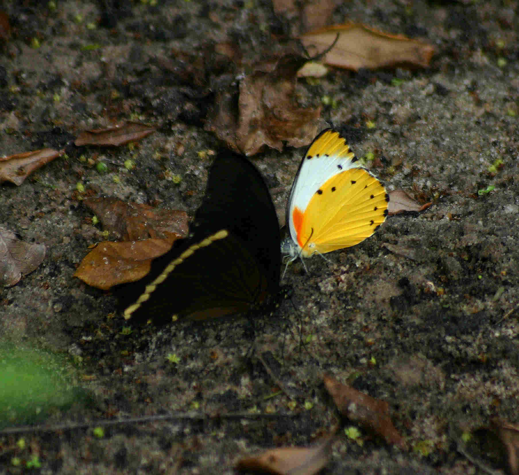 Belenois thysa