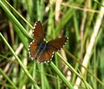 Cacyreus palemon