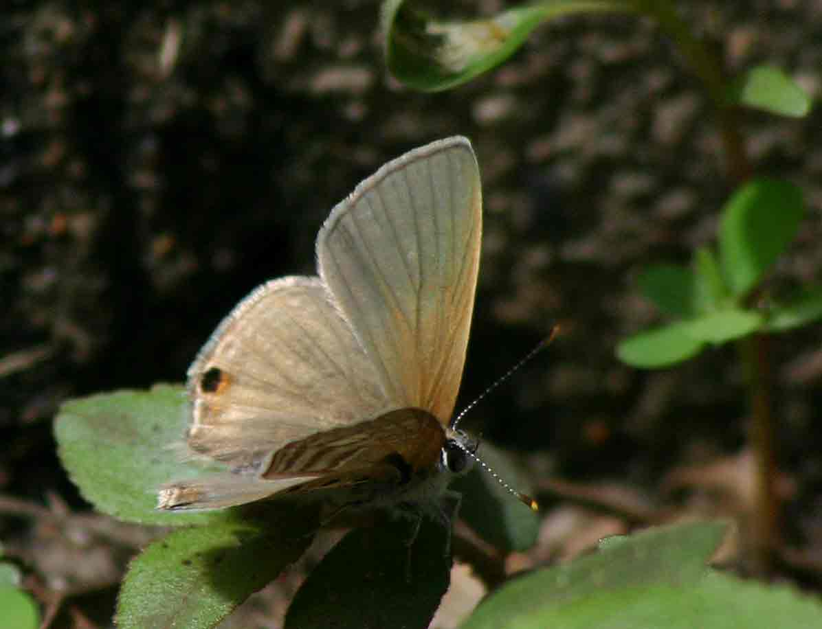 Anthene amarah