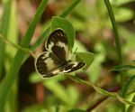 Colotis antevippe