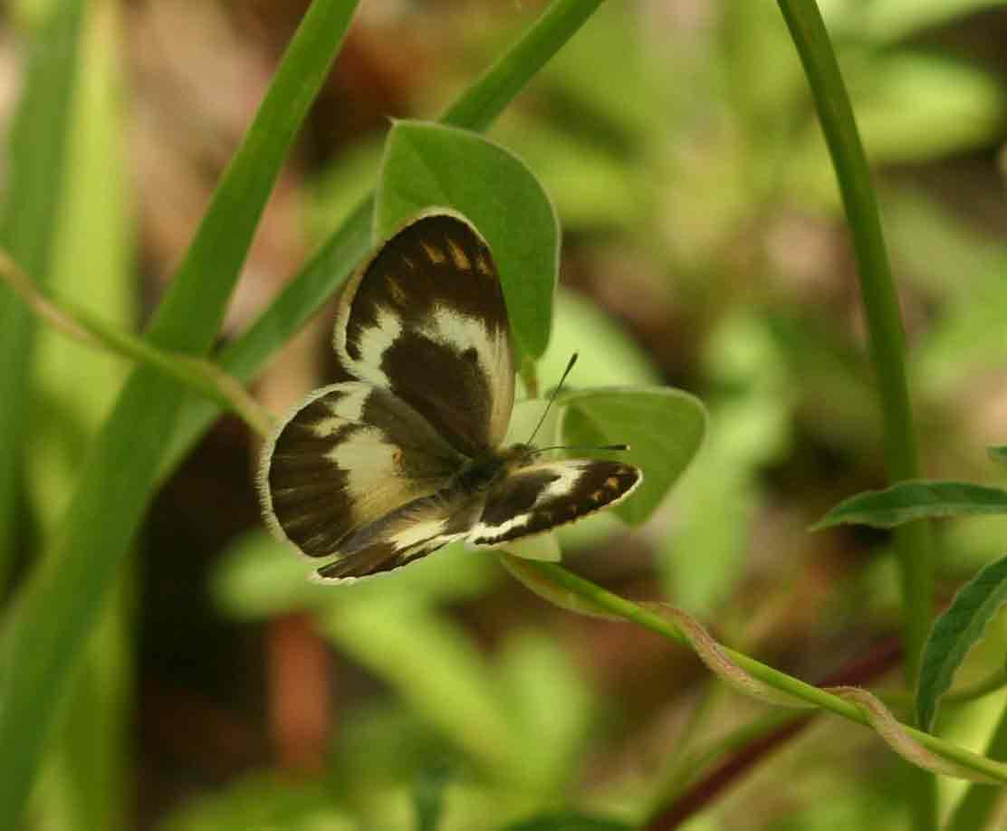 Colotis antevippe