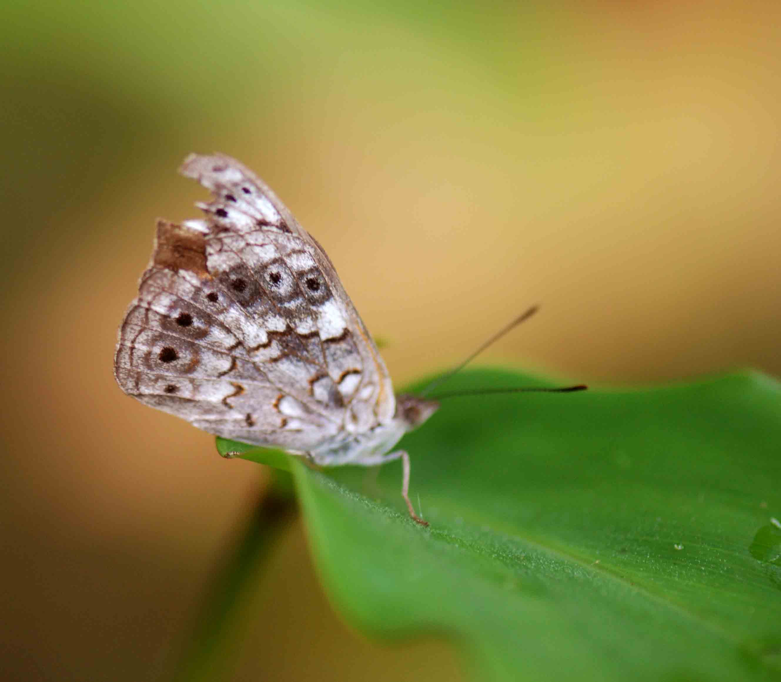 Sevenia boisduvali